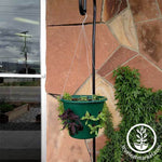 Wire Hanger for Bloom Master Planter - Growing Herbs and Vegetables