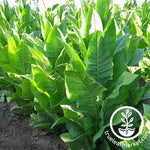Wisconsin 901 Tobacco Seeds