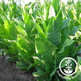 Wisconsin 901 Tobacco Seeds