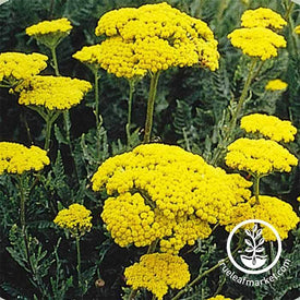 Yarrow Golden Seed