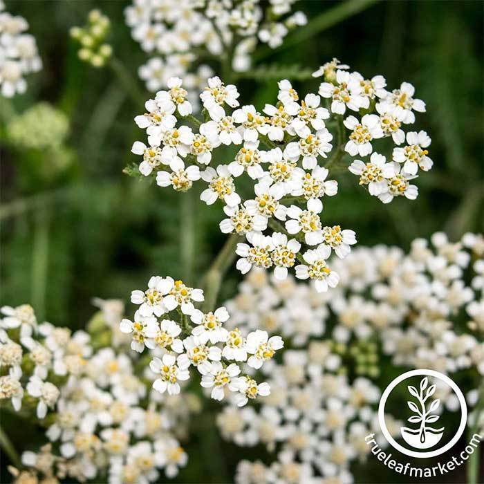 Dried Achillea The Pearl, 30 Bunches