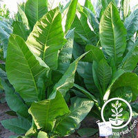 Yellow Pryor Tobacco Seeds