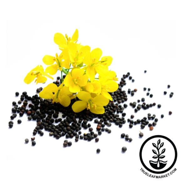 Rapeseed - Canola - Microgreens Seeds