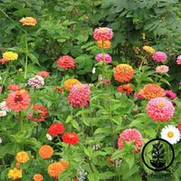 Zinnia California Giant Mix Flower Seeds