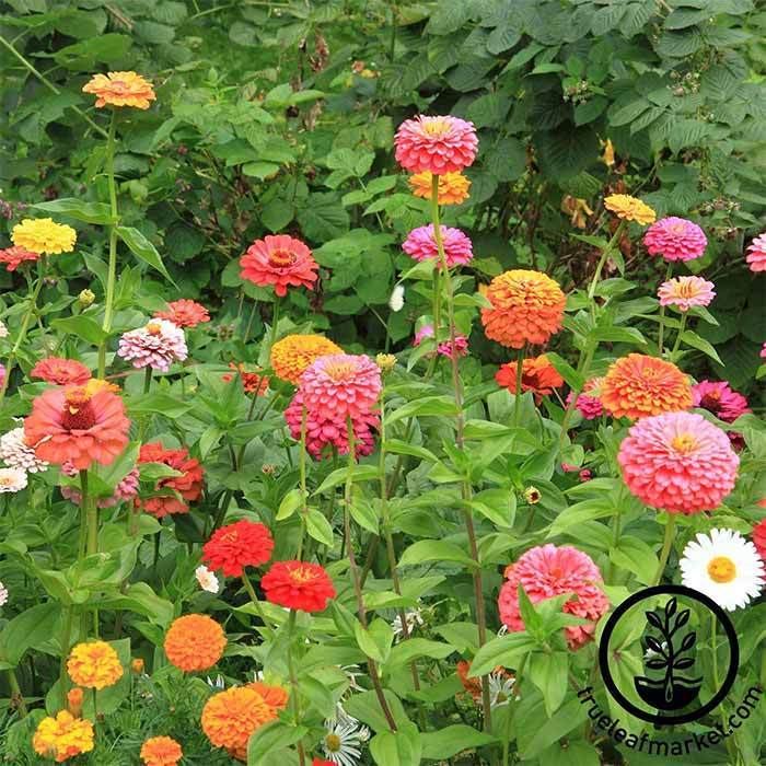 Zinnia California Giant Mix Flower Seeds