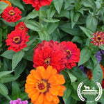 Organic Zinnia California Giants Seeds