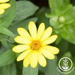 Zinnia Crystal Series Yellow Flower Seeds