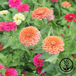 Zinnia Dreamland Mix flower seeds