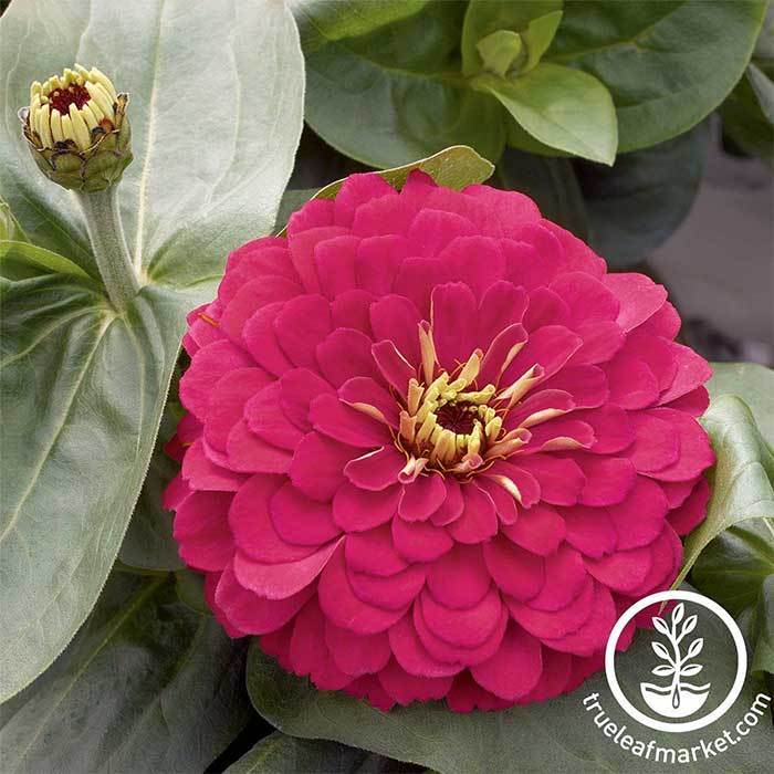 Zinnia Magellan Series Cherry Flower Seeds