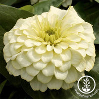 Zinnia Magellan Series Ivory Flower Seeds