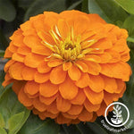 Zinnia Magellan Series Orange Flower Seeds