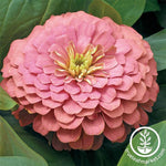 Zinnia Magellan Series Salmon Flower Seeds