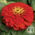 Zinnia Magellan Series Scarlet Flower Seeds