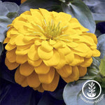 Zinnia Magellan Series Yellow Flower Seeds