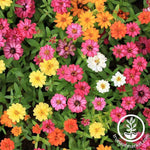 Zinnia Profusion Series Mix Seeds