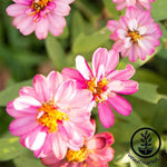 Zinnia Profusion Series Coral Pink Seeds