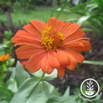 Zinnia Profusion Series Deep Apricot Seeds