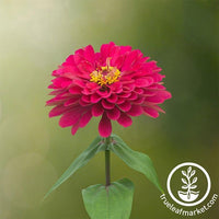 Zinnia Profusion Series Double Cherry Seeds