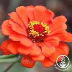 Zinnia Profusion Series Double Fire Seeds