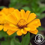 Zinnia Profusion Series Double Gold Seeds