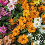 Zinnia Profusion Series Double Mix Seeds