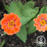 Zinnia Profusion Series Double Salmon Seeds