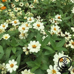 Zinnia Profusion Series White Seeds