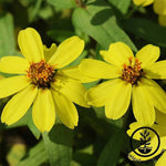 Zinnia Profusion Series Yellow Seeds