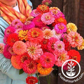 Pumila Pompon Zinnia Flower Seeds - Non-GMO