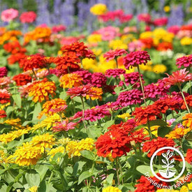 Zinnia State Fair Mix Flower Seeds