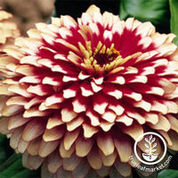 Zinnia Swizzle Series Cherry and Ivory Flower Seeds