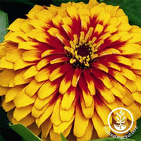 Zinnia Swizzle Series Scarlet and Yellow Flower Seeds
