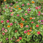 Organic Zinnia Seeds Thumbelina Mix