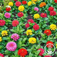 Dwarf Zinnia Thumbelina Mixture Seeds