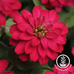 Zinnia Zahara Series Double Cherry Flower Seeds