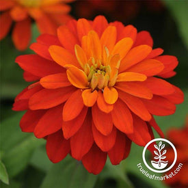 Zinnia Zahara Series Double Fire Flower Seeds