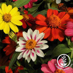 Zinnia Zahara Series Mix Flower Seeds