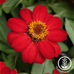 Zinnia Seeds - Zahara Series Red Flower Seeds