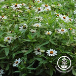 Zinnia Zahara Series White Flower Seeds