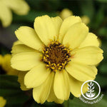 Zinnia Zahara Series Yellow Flower Seeds
