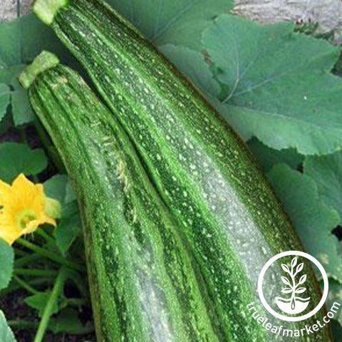 Caserta Zucchini Seeds