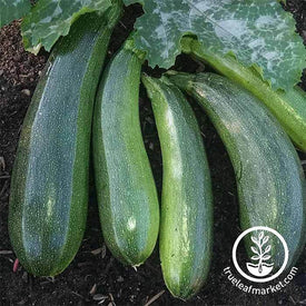 Squash Summer Zucchini Elite Hybrid Seed