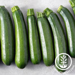 endurance BC F1 zucchini