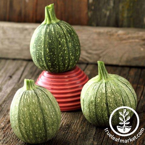 Round Zucchini Seeds - Non-GMO