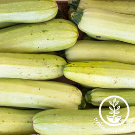 summer trieste white zucchini