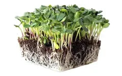 Microgreen Seeds