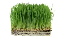 Grow your own wheatgrass!