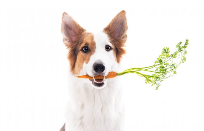 what foods prevent cancer in dogs