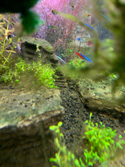 Natural inspired biotype example of an aquascaped aquariumn