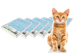 Buy the Cheapest Petsafe Cat Litter Replacement Trays Here!